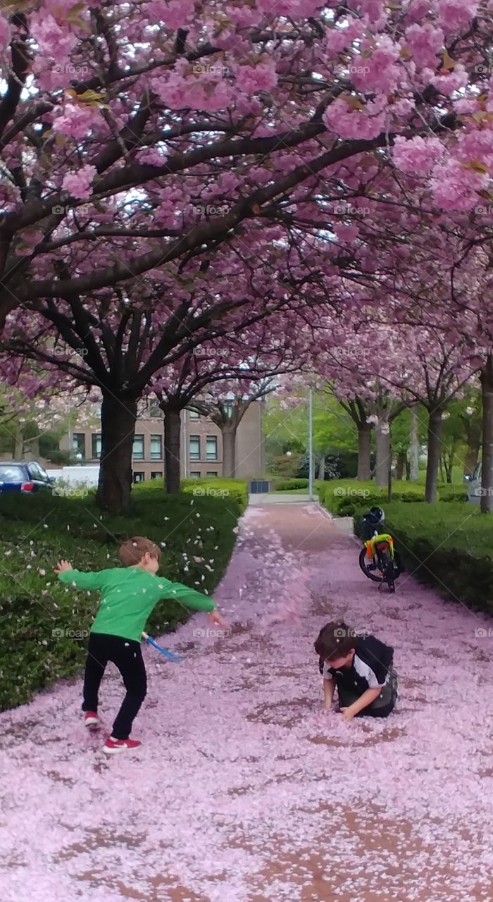 cherry schlacht spass fun Frühling spring kirschblütenbaum kirschblüte blühen Blüten fallen rosa pink