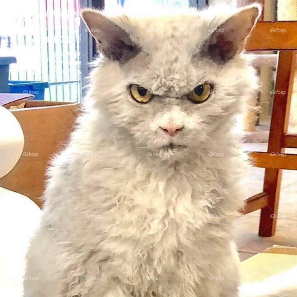 angry pussycat
