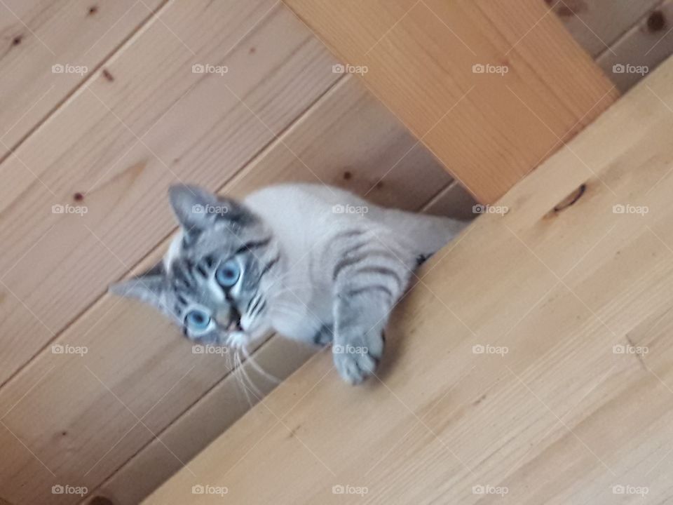 my cat under the roof