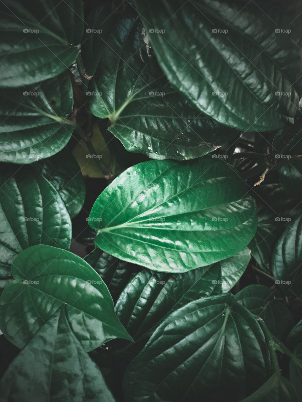 Lush and dark green of betel leaves on my garden, it looks fresh and suitable for background.