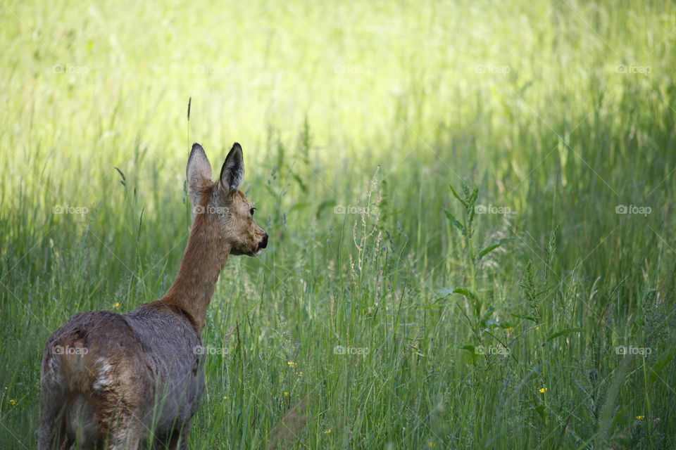 Deer standing in the meadow