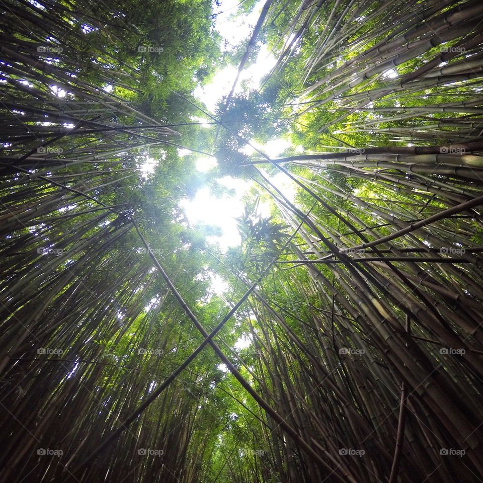 Low angle view of trees in forest