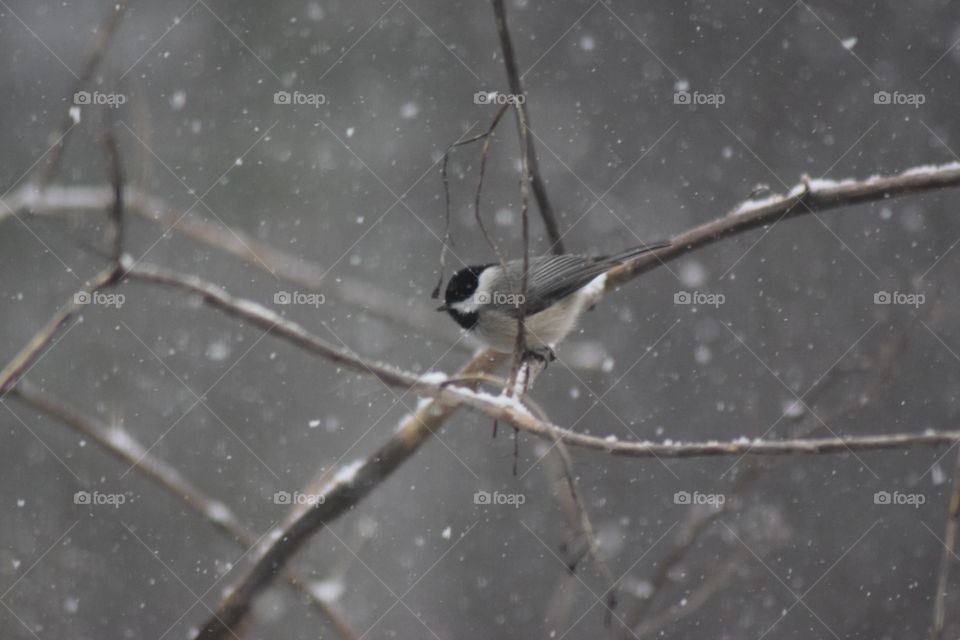 chickadee in snow
