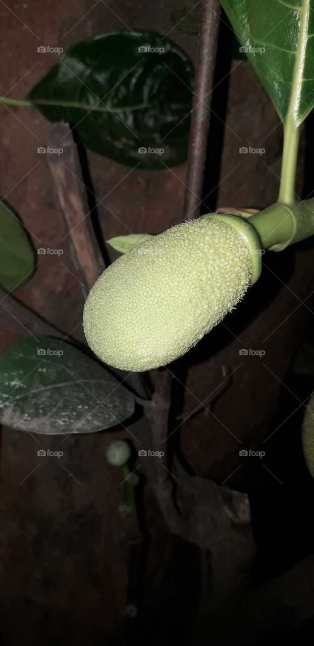 jackfruit