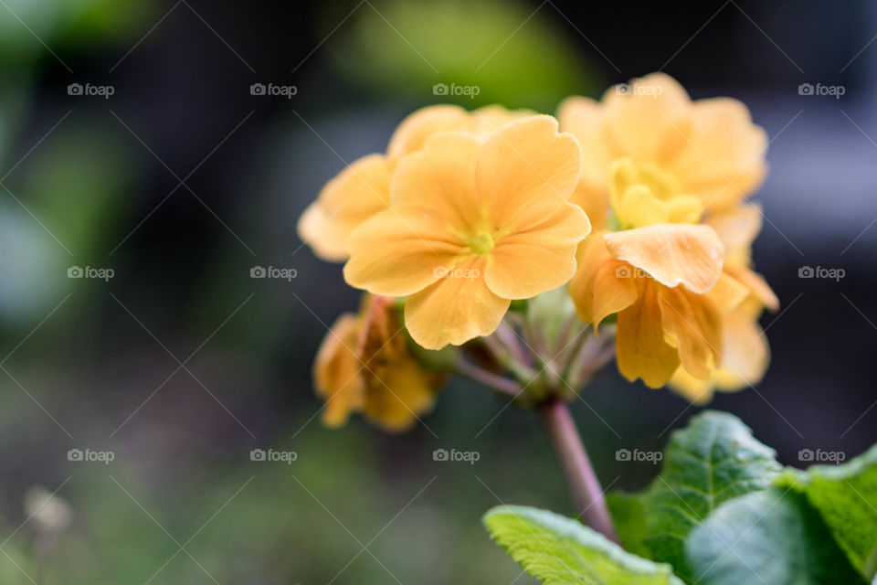 Close-up of yellow flowers