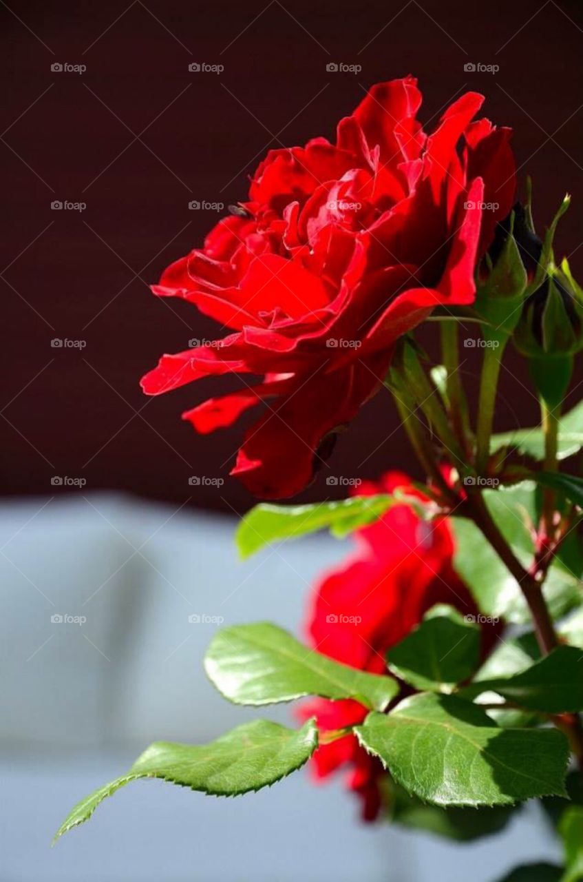 Red rose