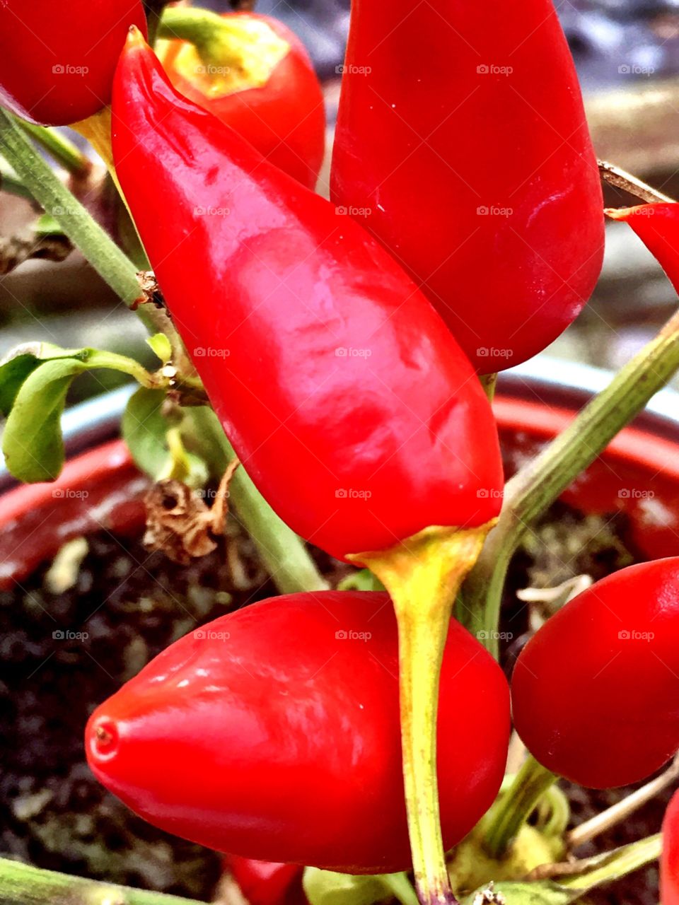 Chilli plant 