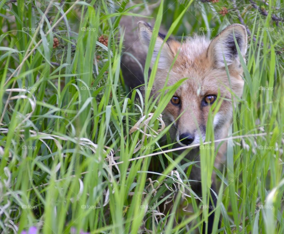 A fox peeking through the blades of grass 