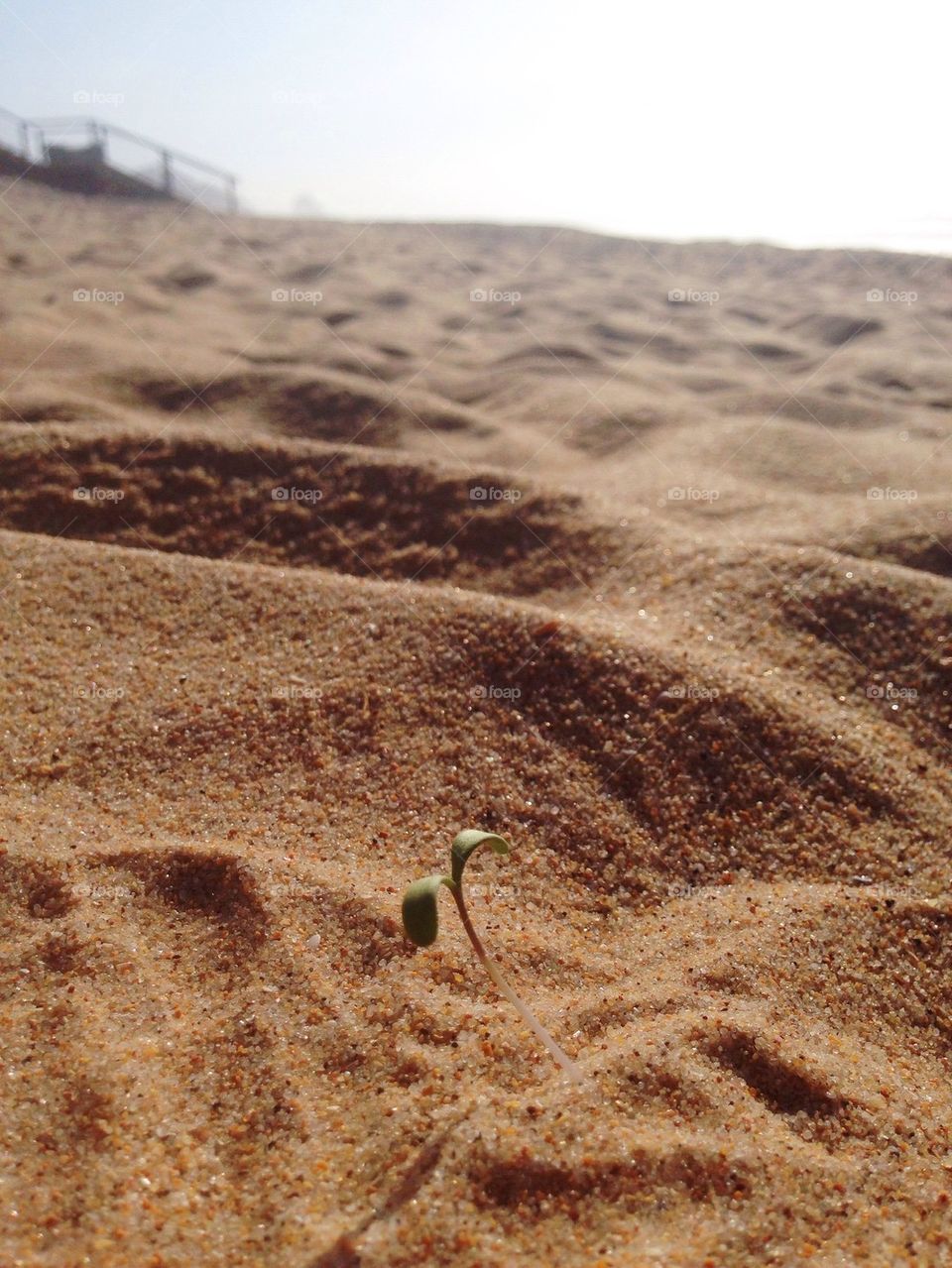 Green in the beach