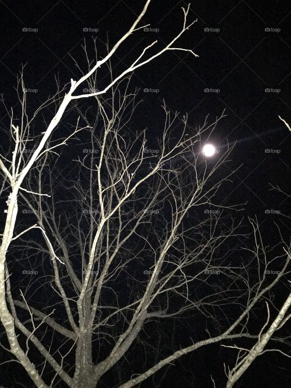 full moon through the trees 