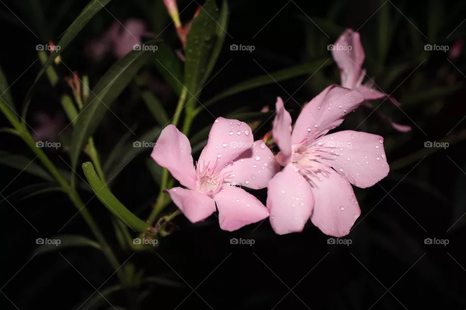 My garden