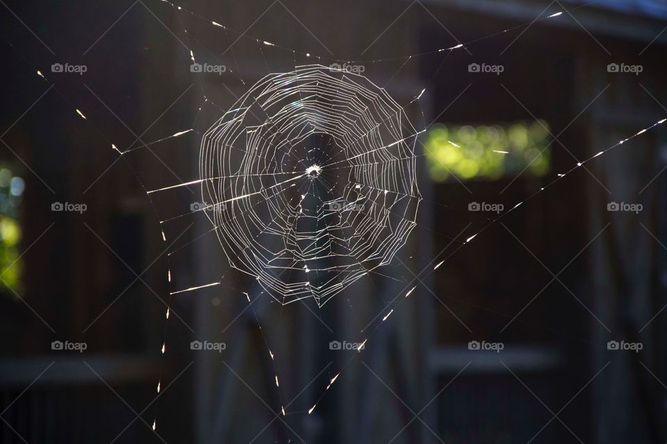Spider web glistening in the sun