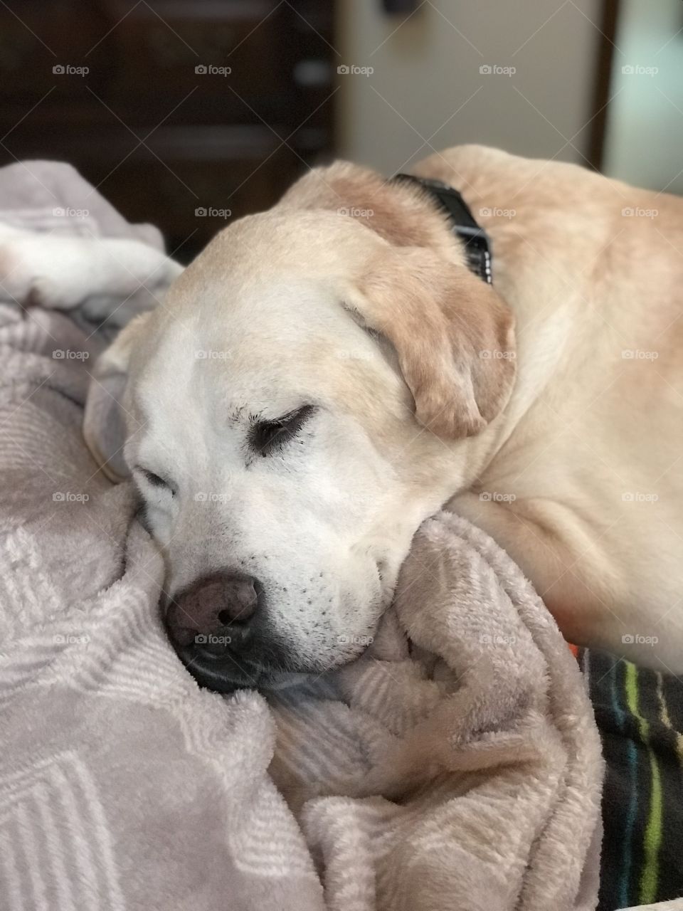 Buster the Labrador retriever taking a nap in a rainy day