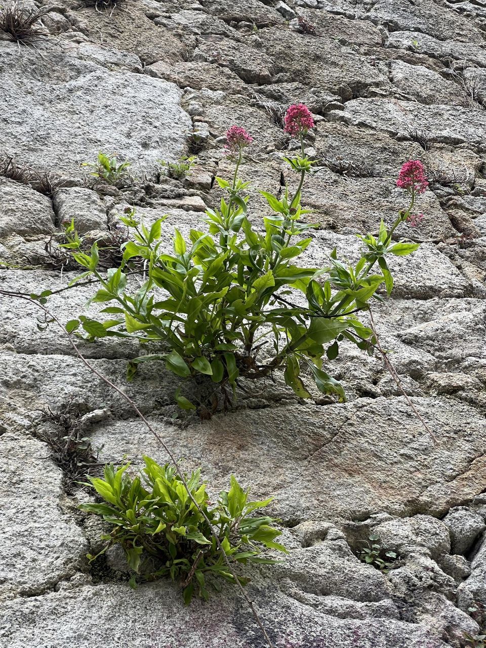 Flower in the rock