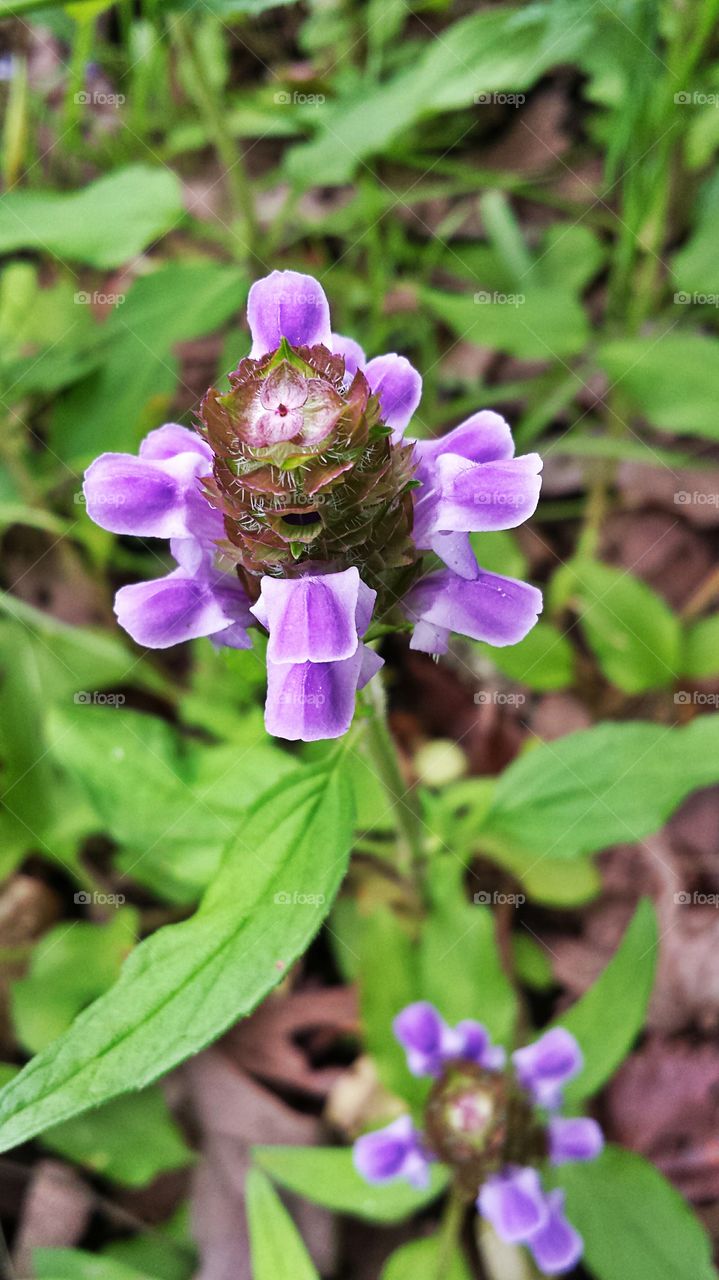 Wildflower. Purple