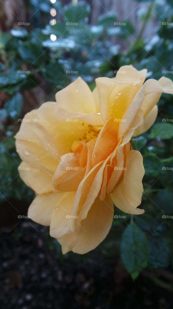 Yellow Garden Rose