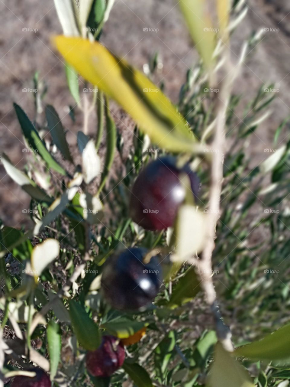 olive Tree