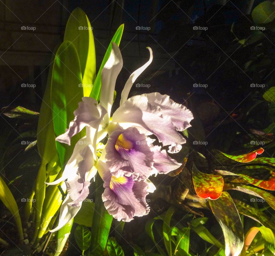 Orchid at Night