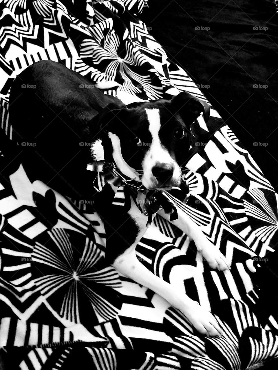 black and white puppy sitting on a blanket
