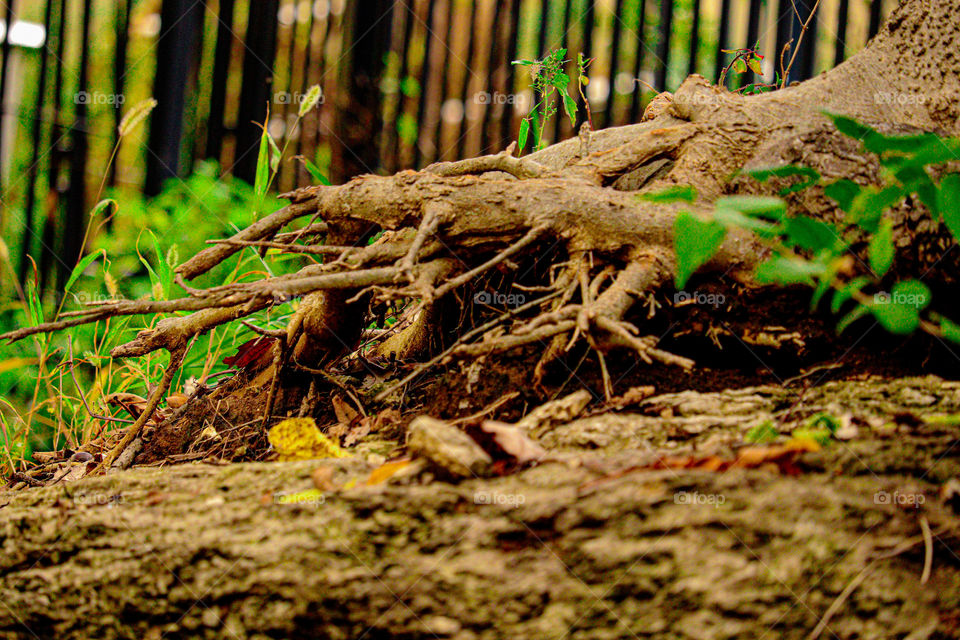 tree roots