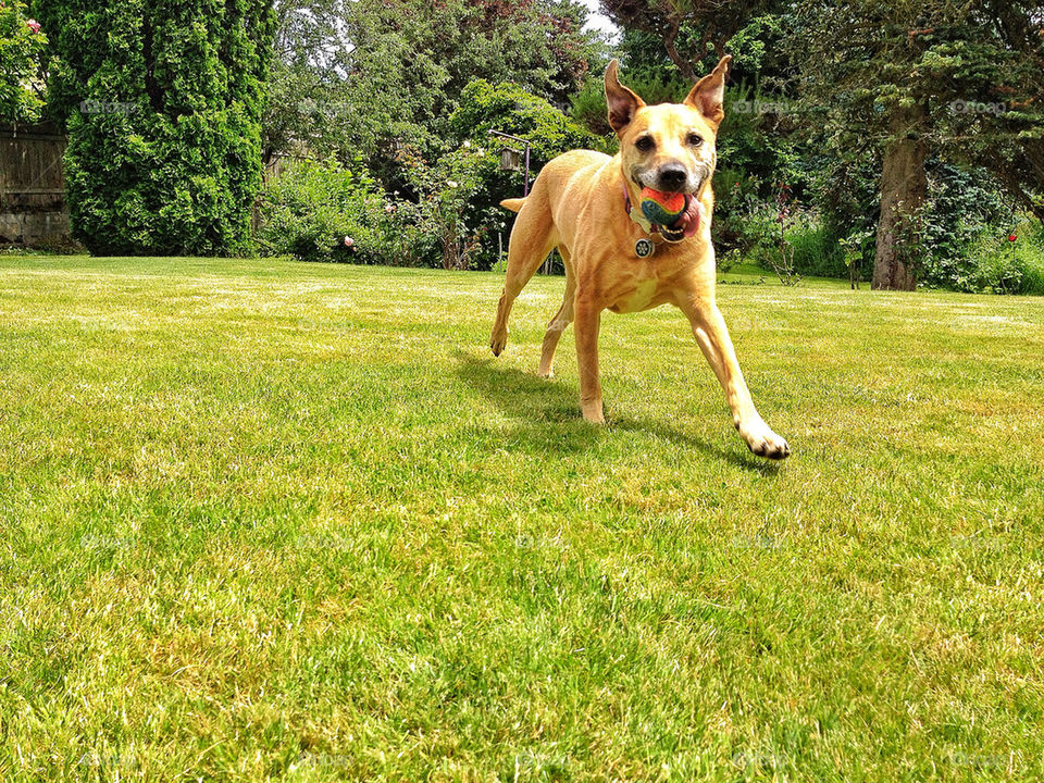 happy grass dog running by eswp