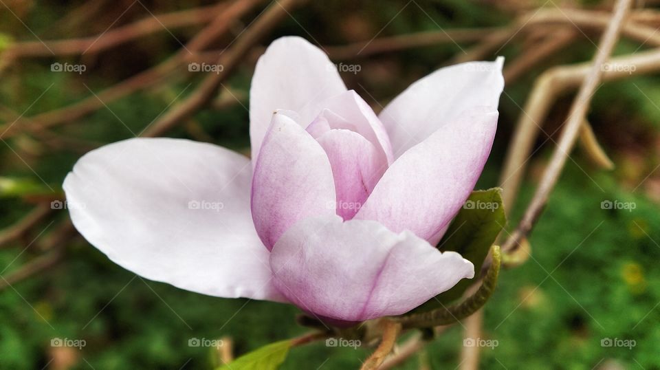 Magnolia 