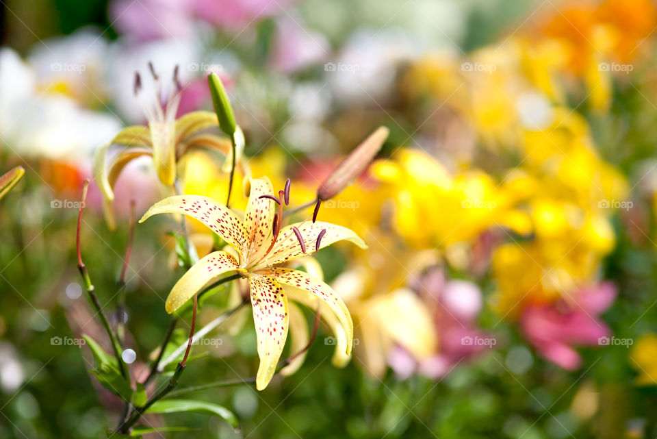 Lily flowers in a colorful, sunny garden