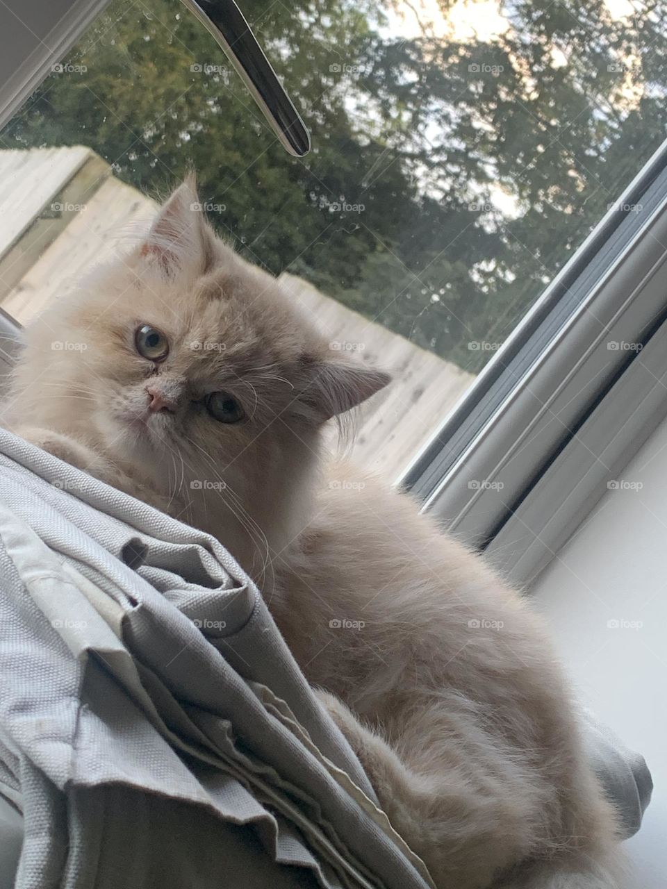 Oliver Twist the Persian kitty 2023 uk