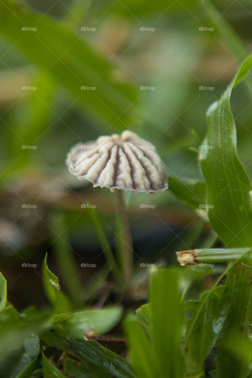 This parachute type mushrooms is very attractive. The mushrooms has no distinguishable odor. Its a common species.
