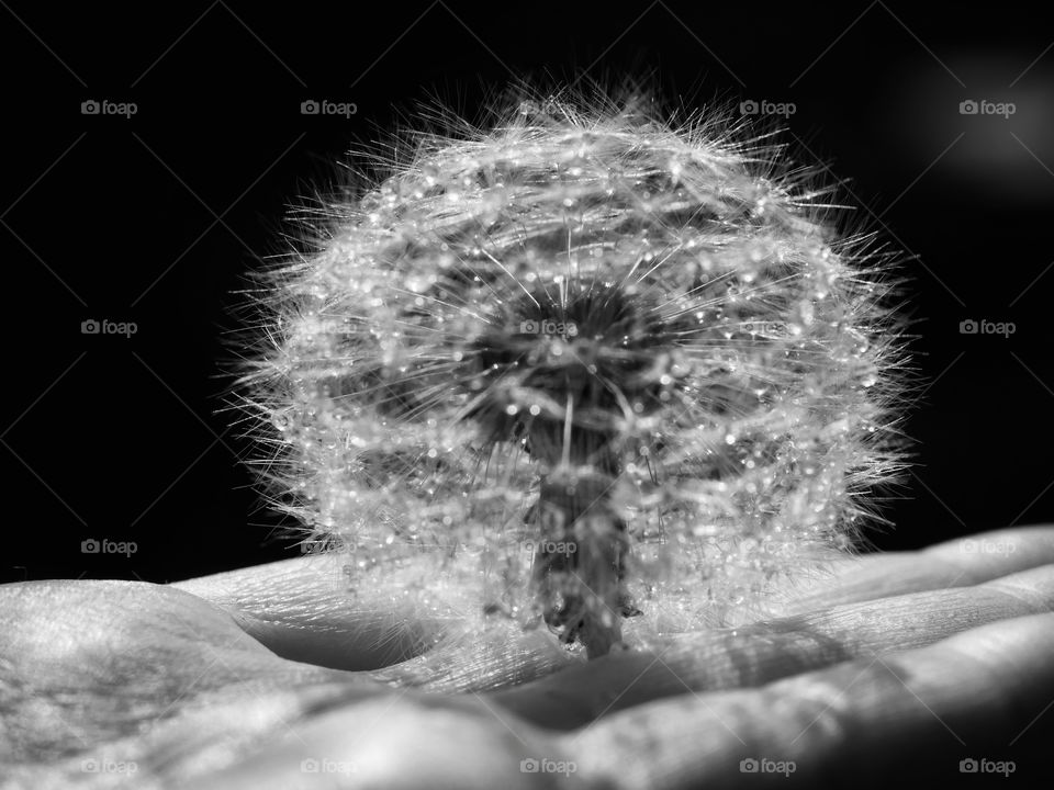 Holding fragility dandelion seed ball