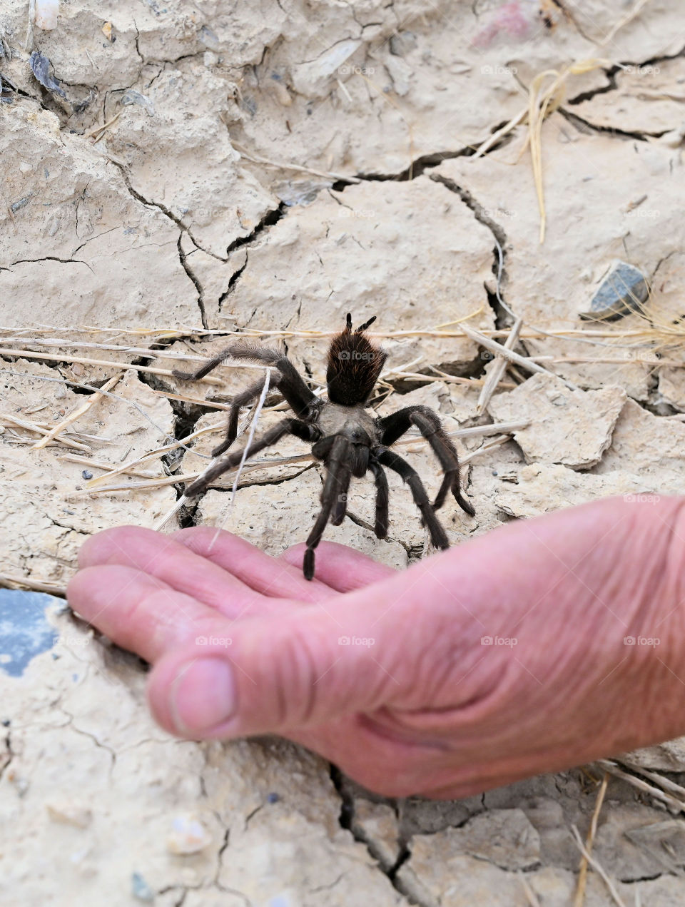 The spider is doubtful to go on the trusted hand 