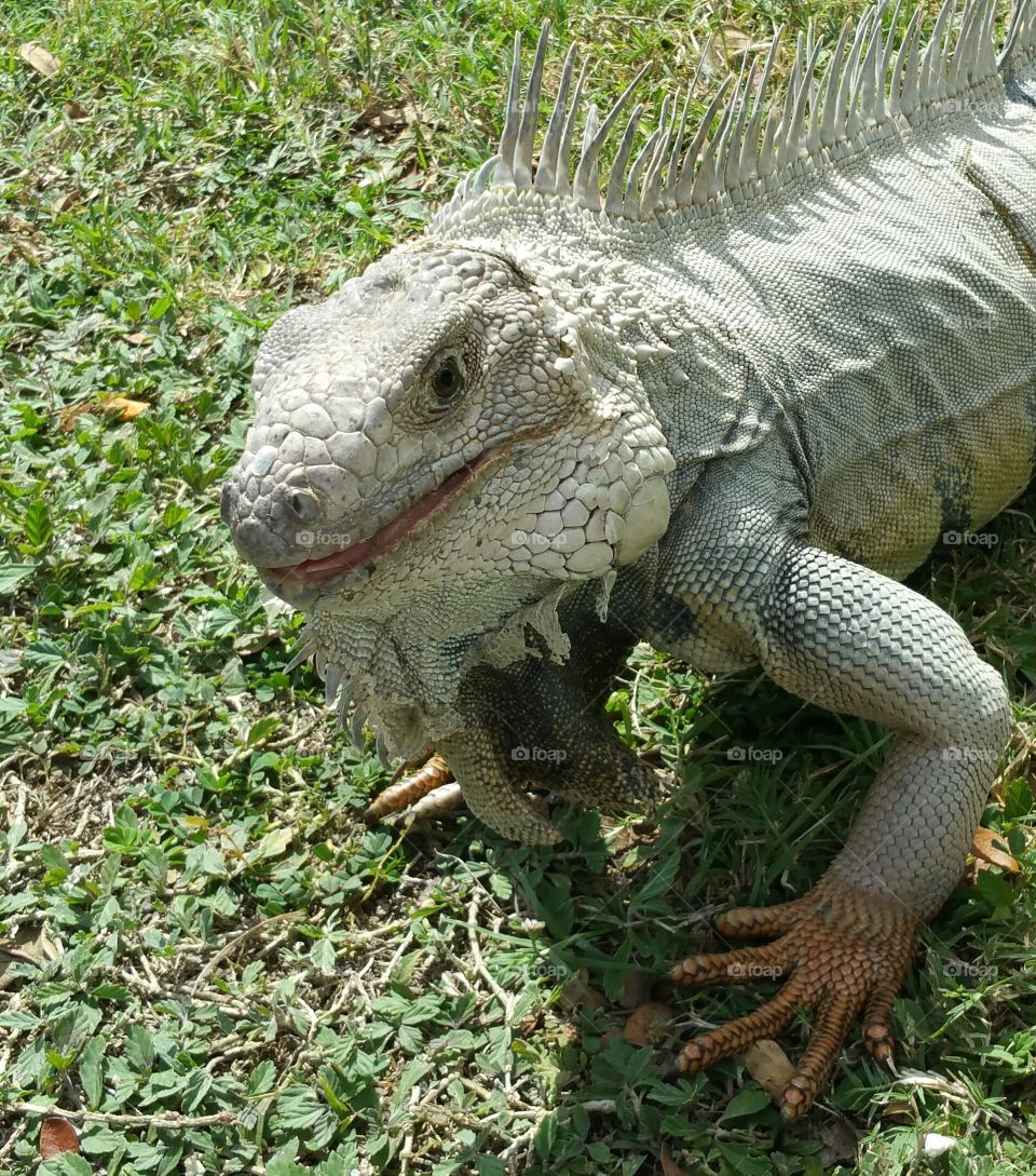 Iguana