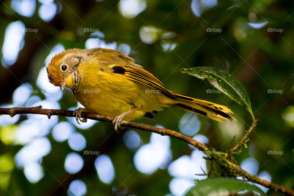Cute bird in the forest