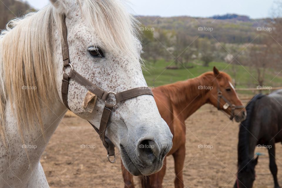 Stallion horses at farm