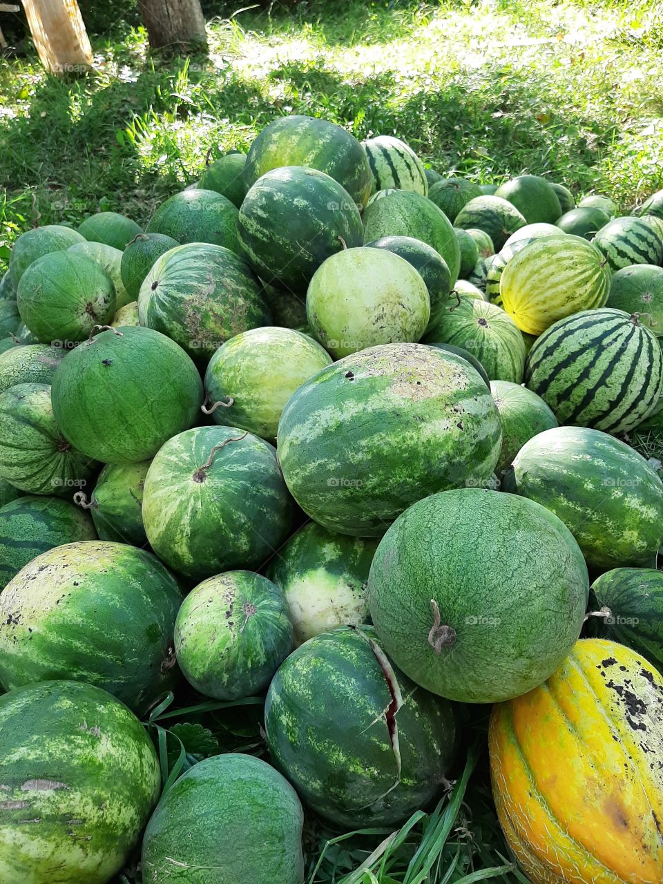 harvest ot watermelons