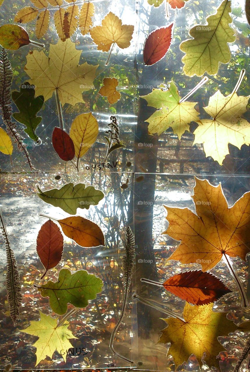 DIY leafs on window. DIY leafs on window