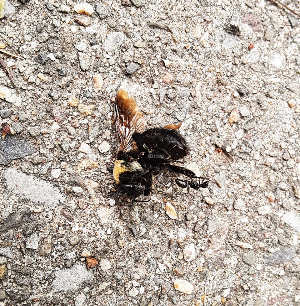 Ant on a bee