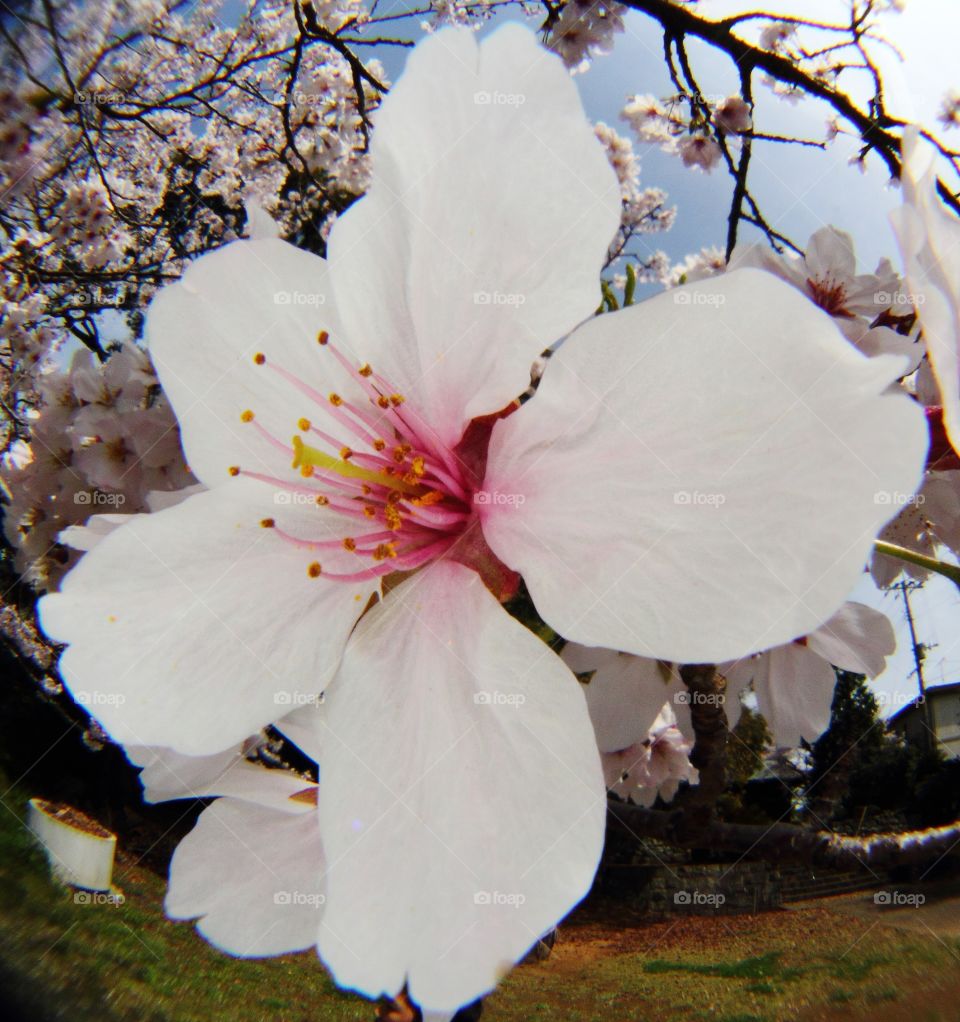 Cherry blossoms 