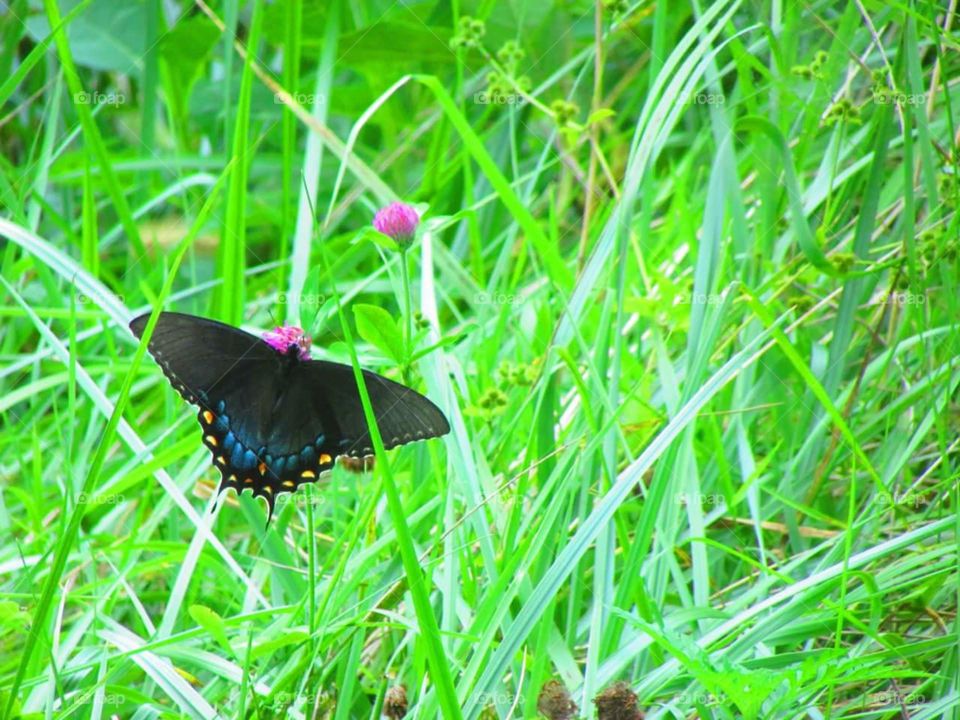 Butterfly, Nature, Grass, Insect, Summer