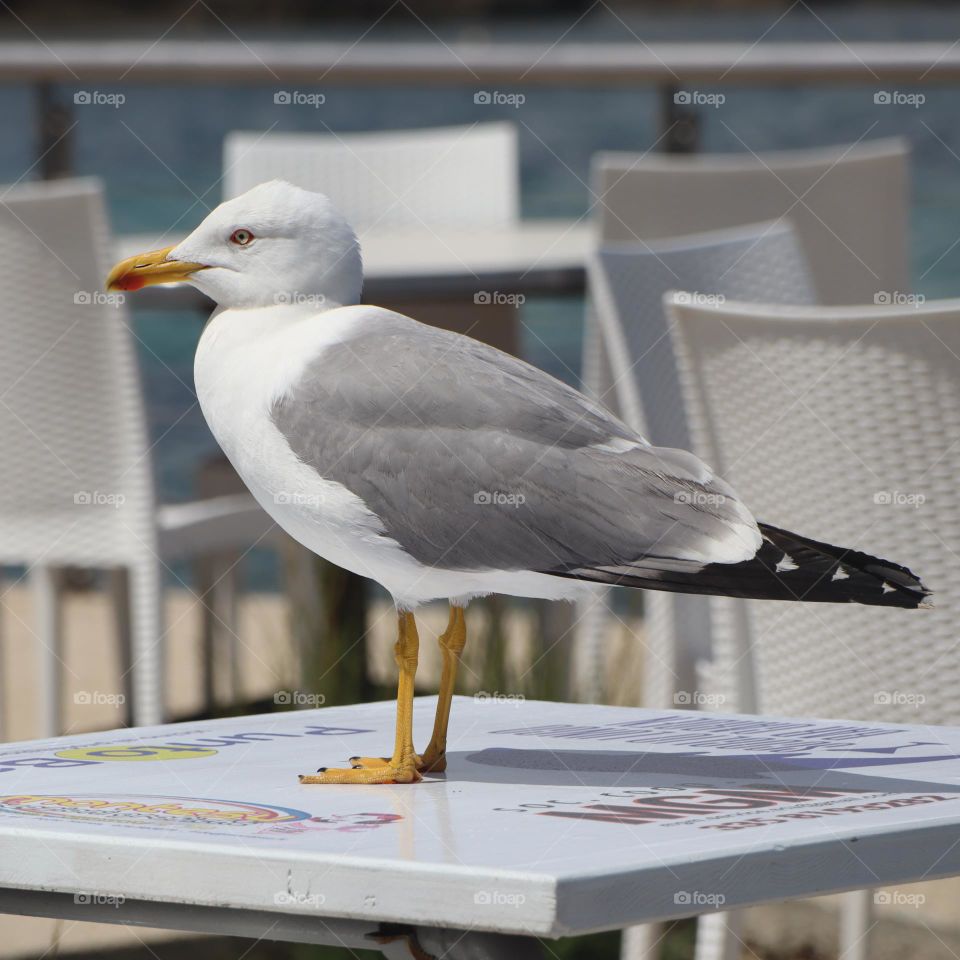 gull