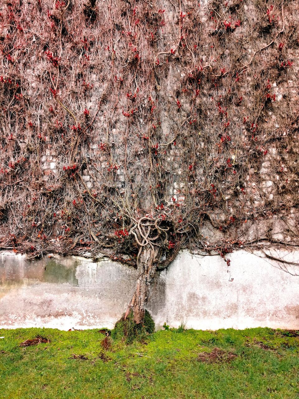 Old creeper plant on a wall