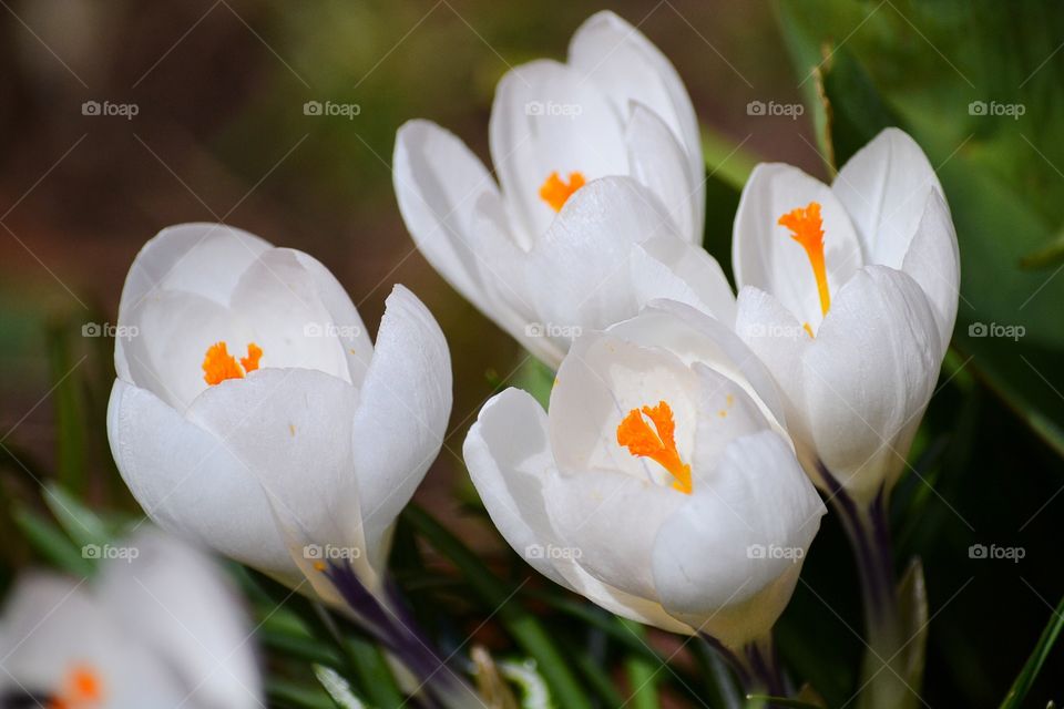 Crocus