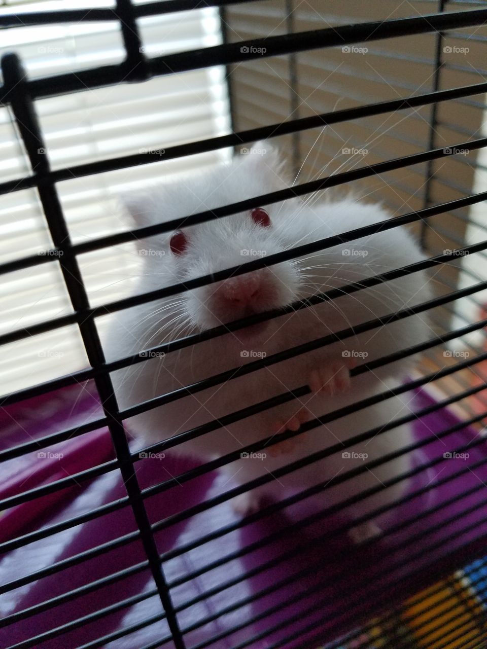 Hamster Cheeks!