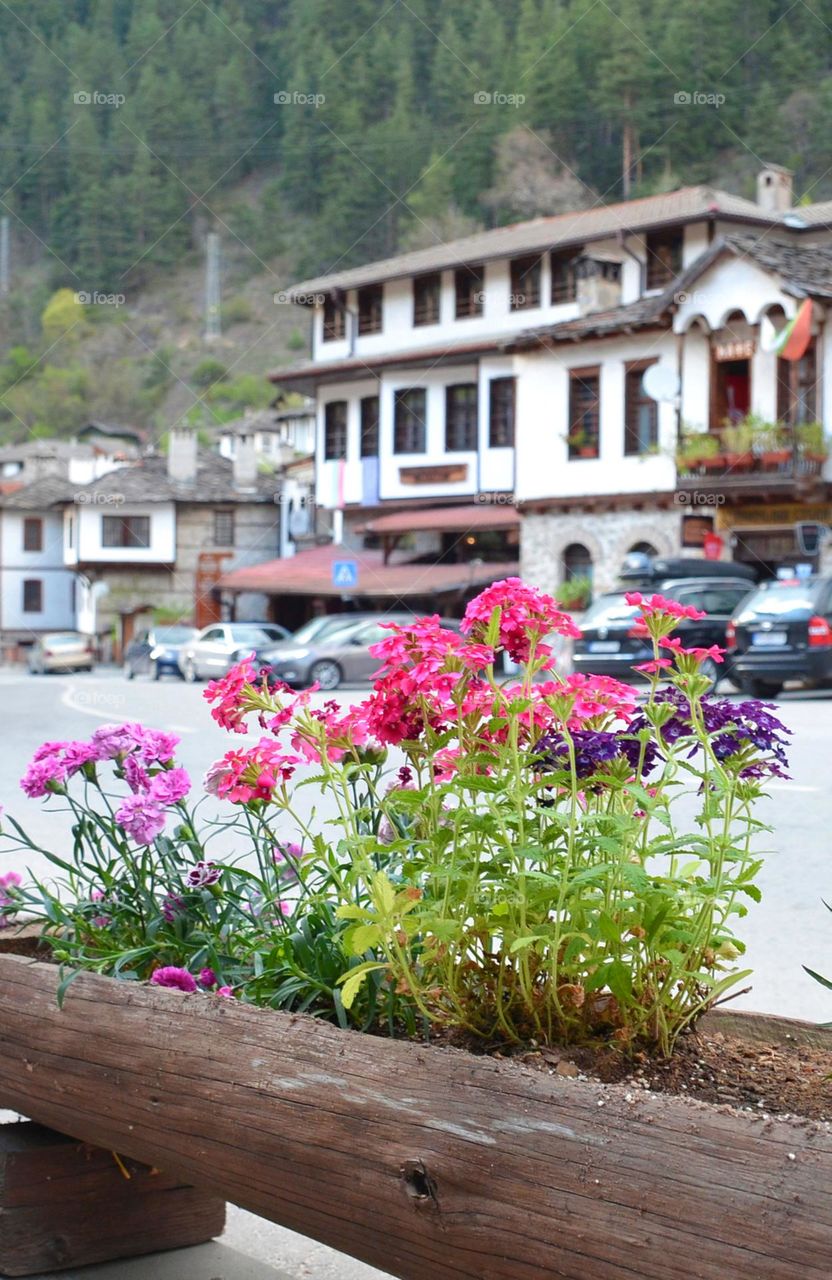 Urban Nature, Plants, Bulgaria