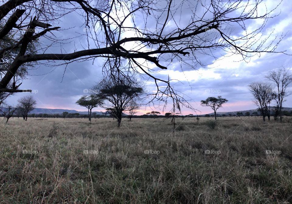 Serengeti camping sunset. 