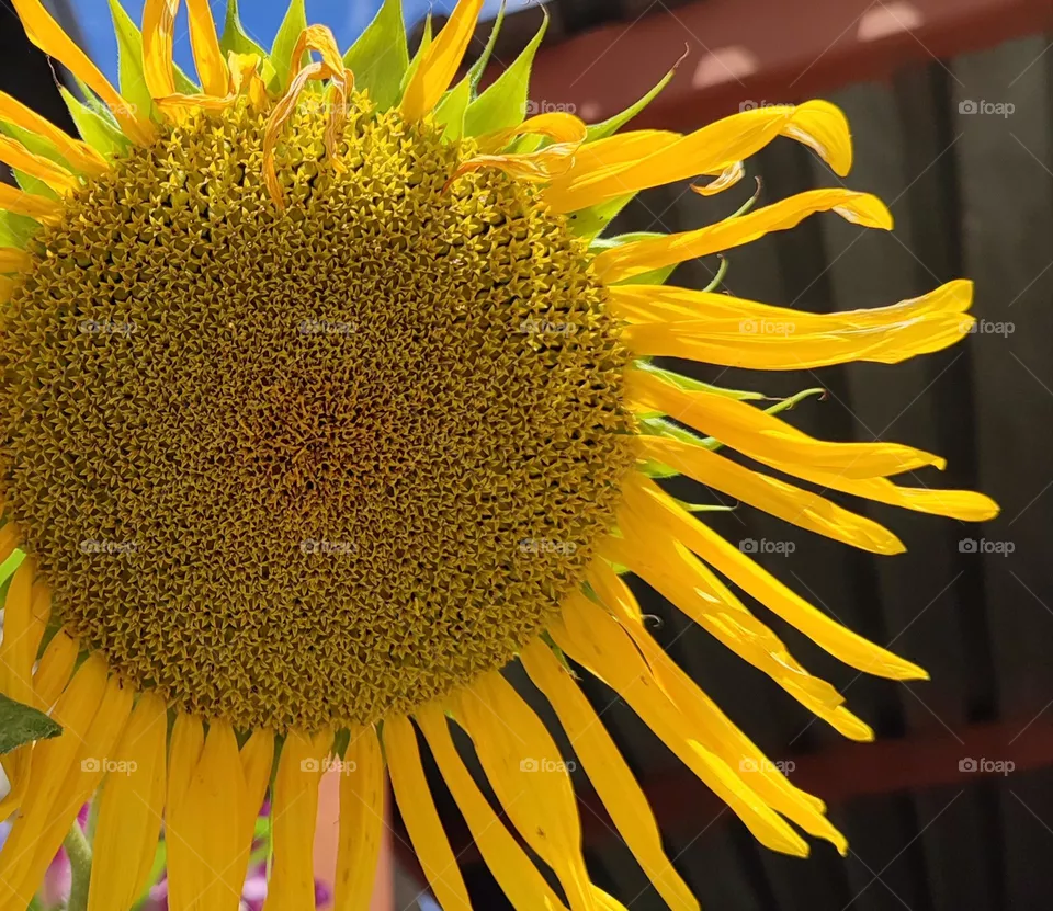 Sunflowers