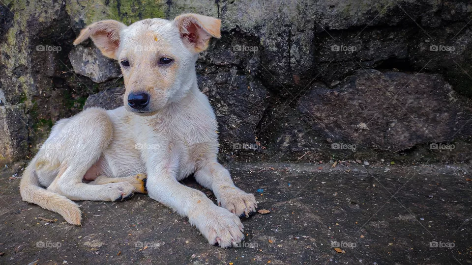 small cute innocent homeless stray puppy.
