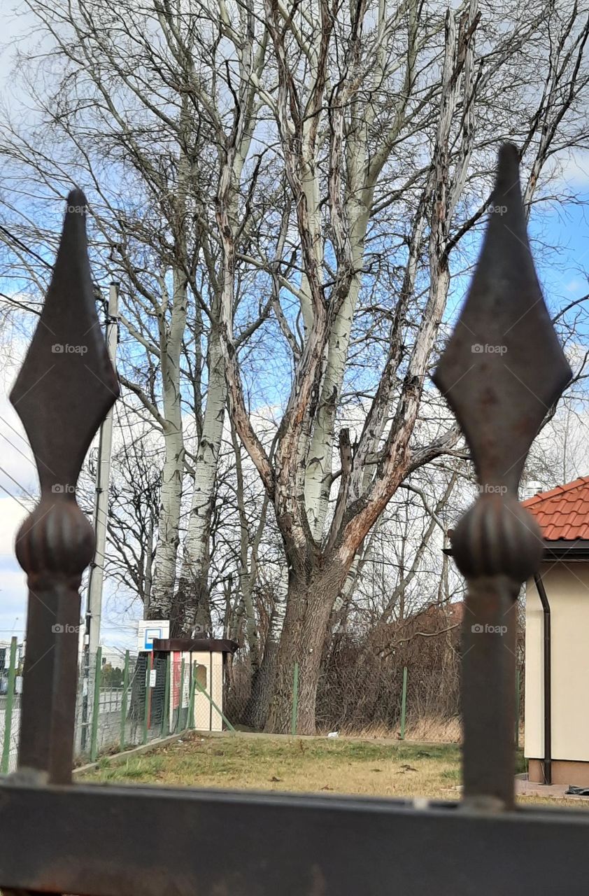 group of aspen trees with silver bark