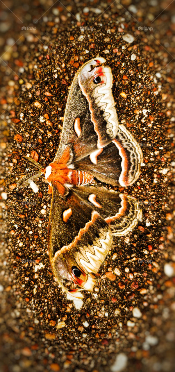 beautiful macro of a vibrant colored moth