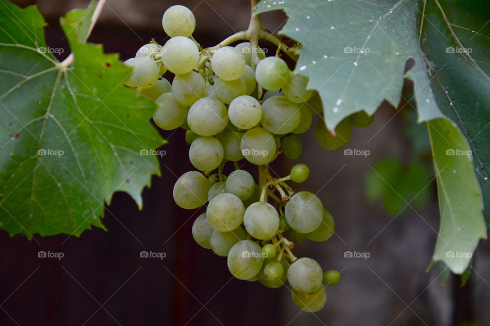 Close-up of grapes